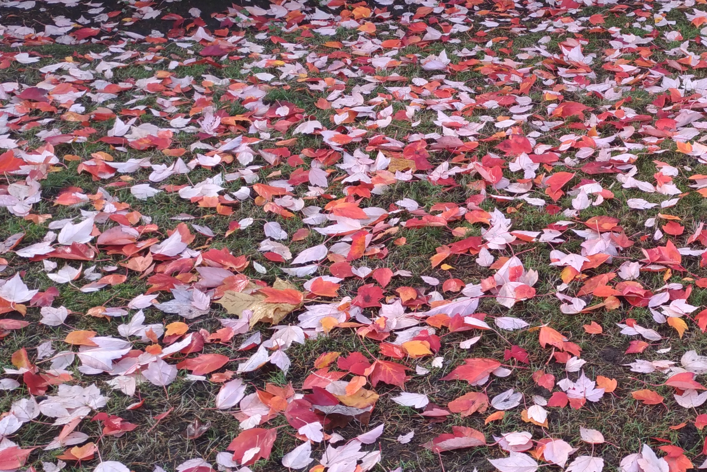 P_20181111_101304_vHDR_Auto